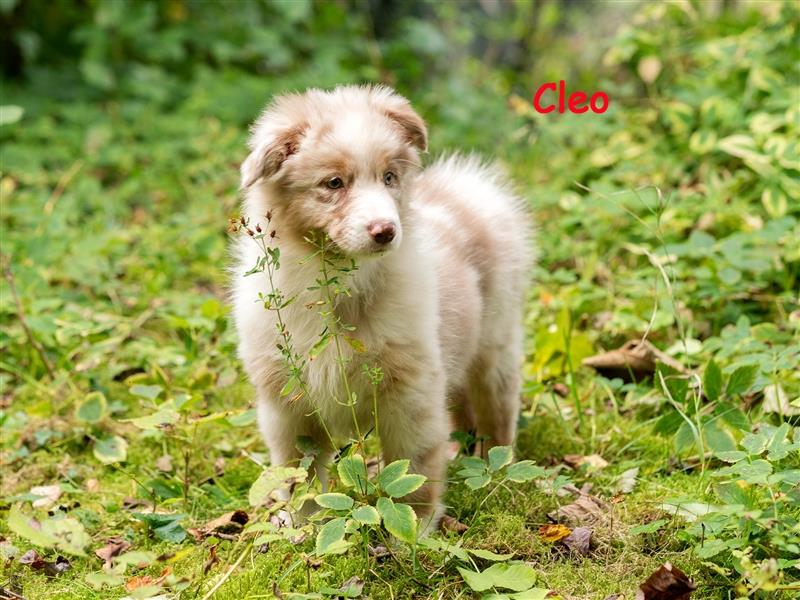 Zuckersüße Australian Shepherd Welpen