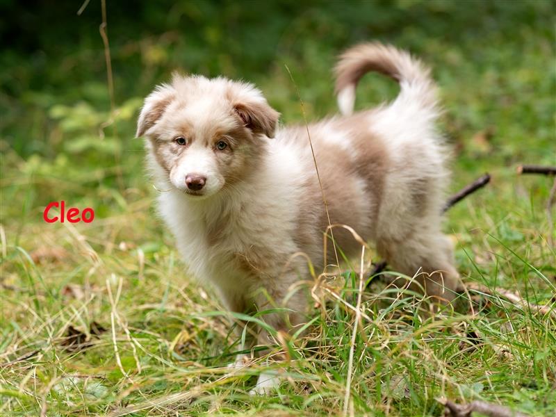 Zuckersüße Australian Shepherd Welpen