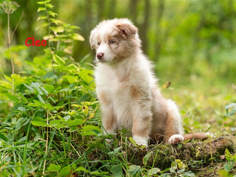 Zuckersüße Australian Shepherd Welpen