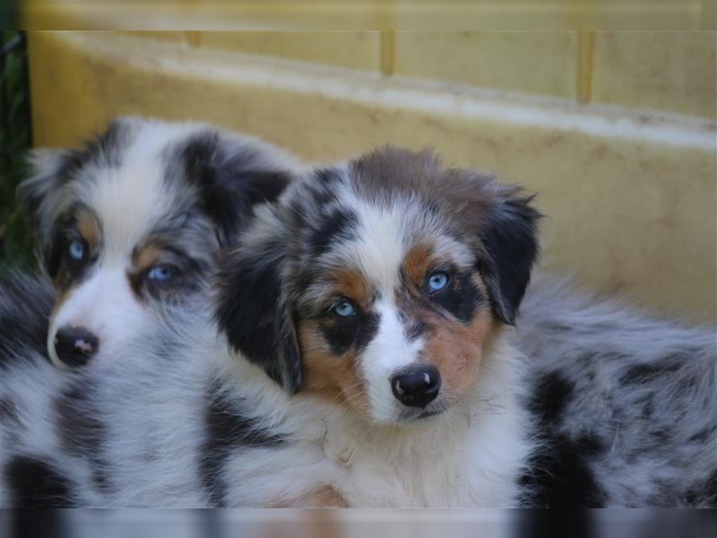 Australian Shepherd Welpen ASCA Papiere