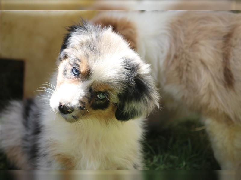 Australian Shepherd Welpen ASCA Papiere