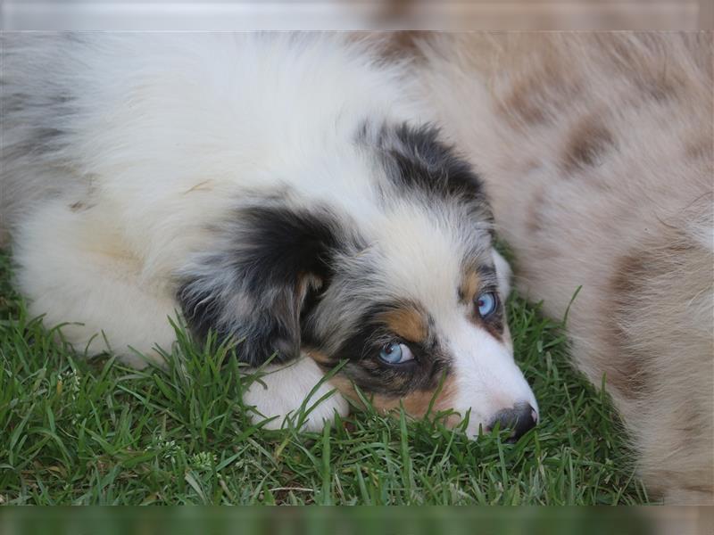 Australian Shepherd Welpen ASCA Papiere