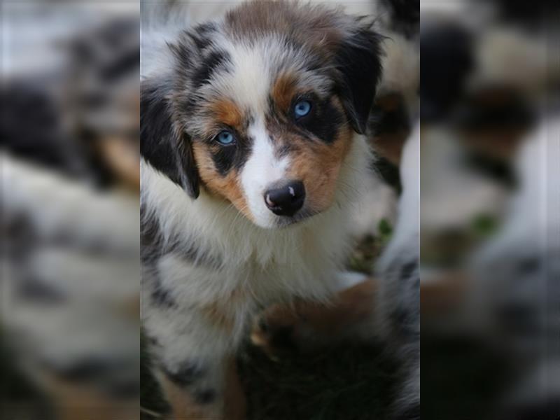 Australian Shepherd Welpen ASCA Papiere