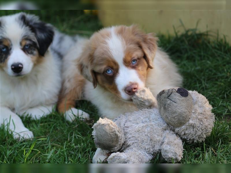 Australian Shepherd Welpen ASCA Papiere