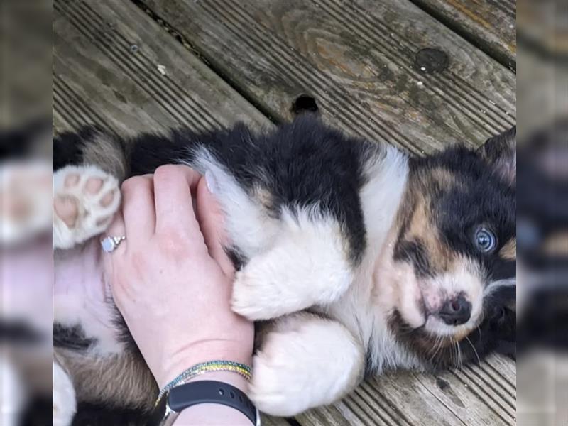 Letztes Australian Shepherd Mädchen