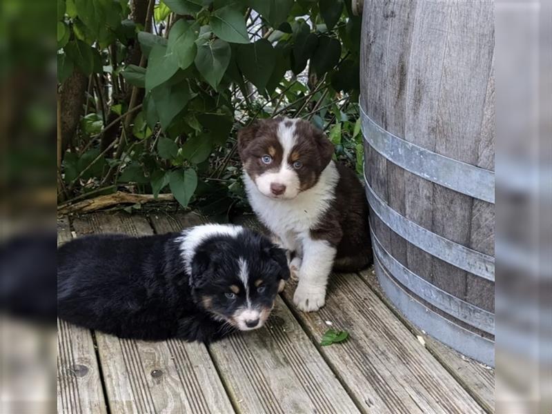 Letztes Australian Shepherd Mädchen