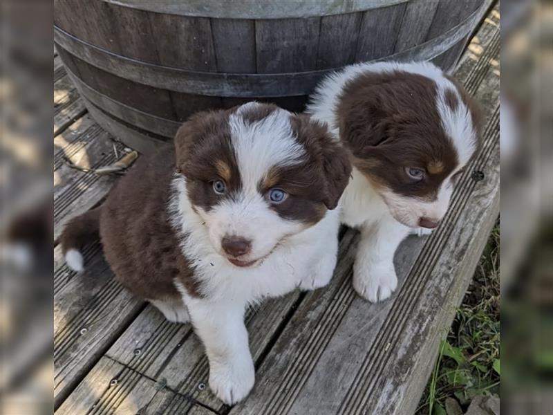 Letztes Australian Shepherd Mädchen