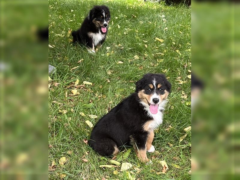 Bezaubernde Australian Shepherd Welpen mit ASCA Papiere, Impfung, Chip - EU Pass