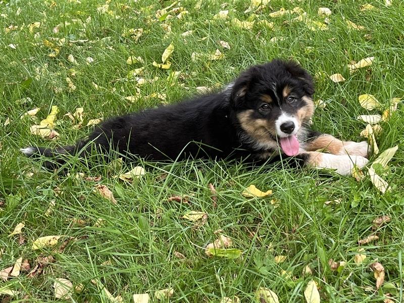 Bezaubernde Australian Shepherd Welpen mit ASCA Papiere, Impfung, Chip - EU Pass