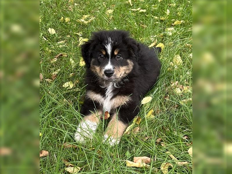 Bezaubernde Australian Shepherd Welpen mit ASCA Papiere, Impfung, Chip - EU Pass