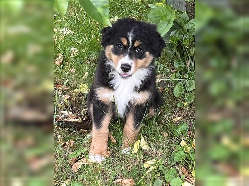 Bezaubernde Australian Shepherd Welpen mit ASCA Papiere, Impfung, Chip - EU Pass