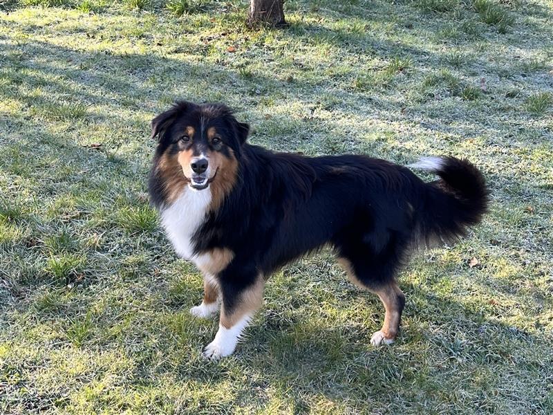 Bezaubernde Australian Shepherd Welpen mit ASCA Papiere, Impfung, Chip - EU Pass