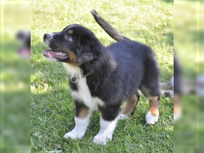 Australian Shepherd Welpen mit ASCA Pap. suchen das perfekte Zuhause