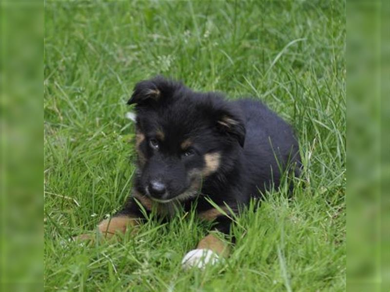 Australian Shepherd Welpen mit ASCA Pap. suchen das perfekte Zuhause