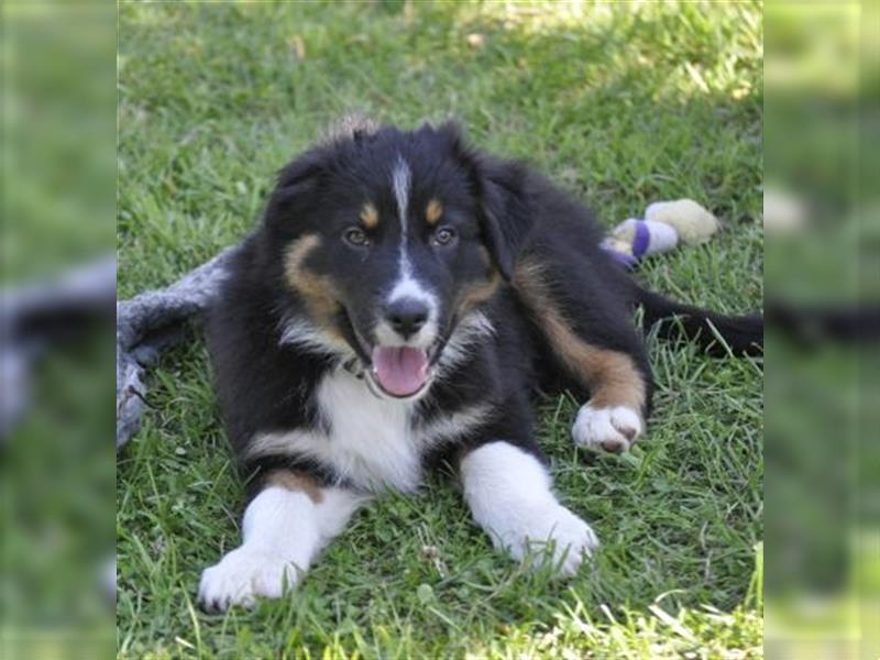 Australian Shepherd Welpen mit ASCA Pap. suchen das perfekte Zuhause