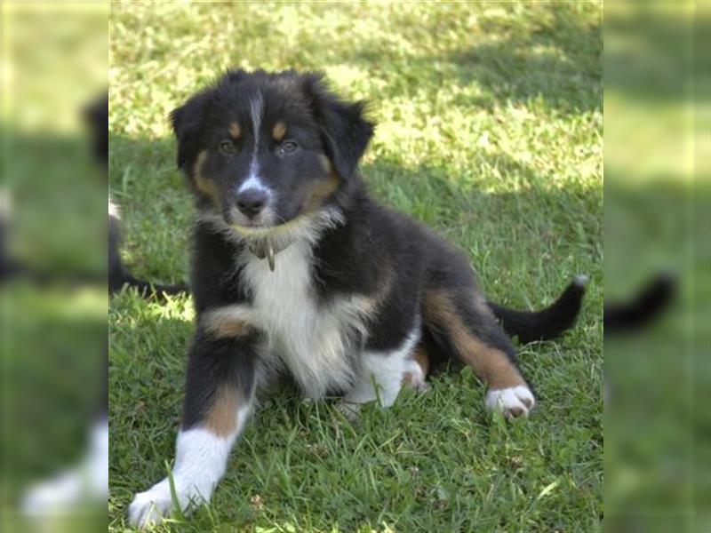 Australian Shepherd Welpen mit ASCA Pap. suchen das perfekte Zuhause