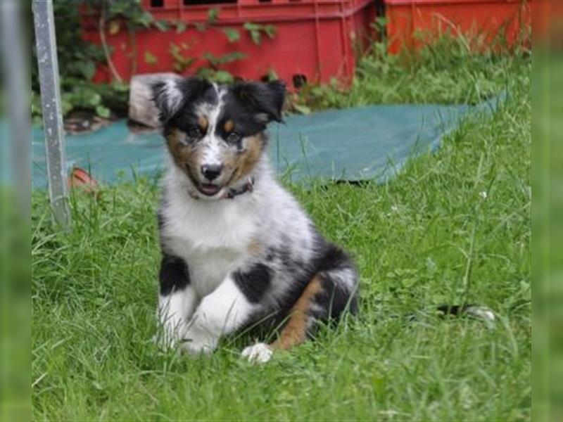 Australian Shepherd Welpen mit ASCA Pap. suchen das perfekte Zuhause