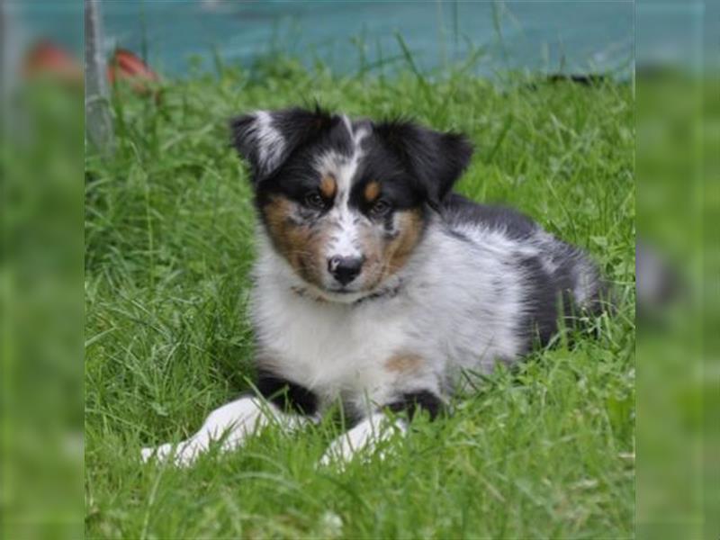 Australian Shepherd Welpen mit ASCA Pap. suchen das perfekte Zuhause