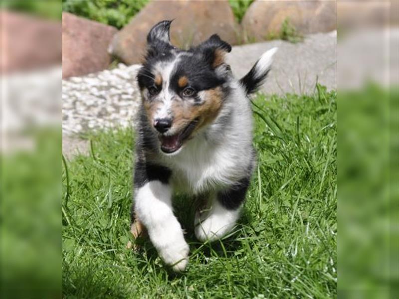 Australian Shepherd Welpen mit ASCA Pap. suchen das perfekte Zuhause