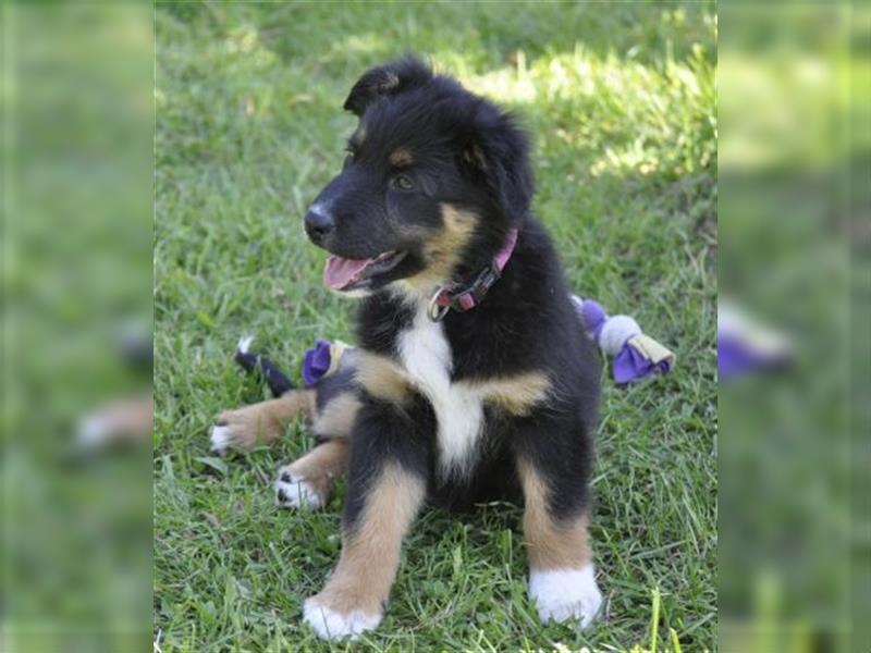 Australian Shepherd Welpen mit ASCA Pap. suchen das perfekte Zuhause