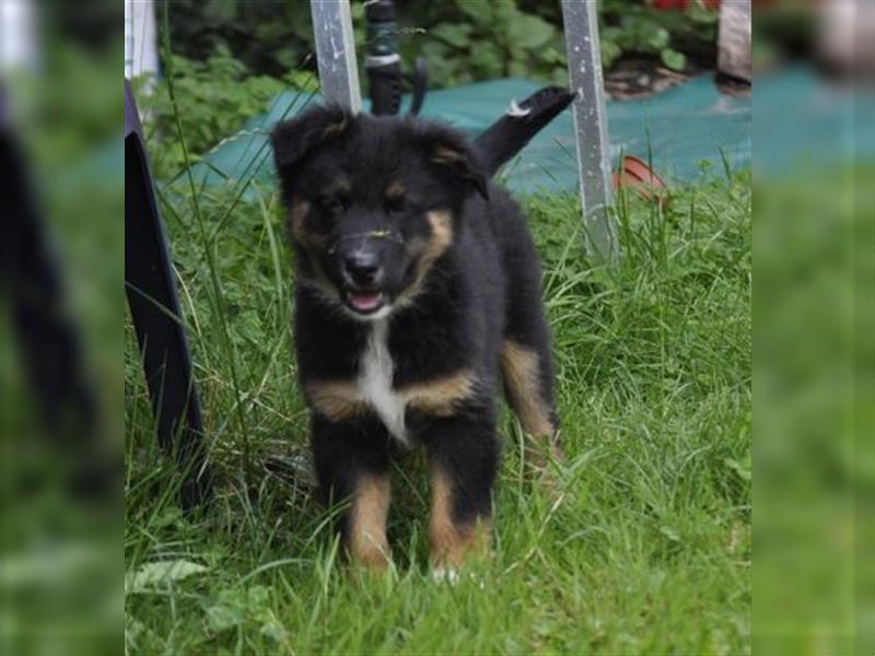 Australian Shepherd Welpen mit ASCA Pap. suchen das perfekte Zuhause