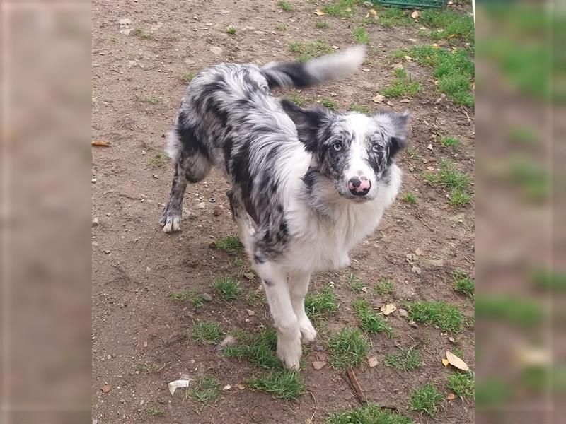 Australien Shepherd / Border Collie Mix Hündin , 5 Monate alt , Blau Merle, 2 blaue Augen