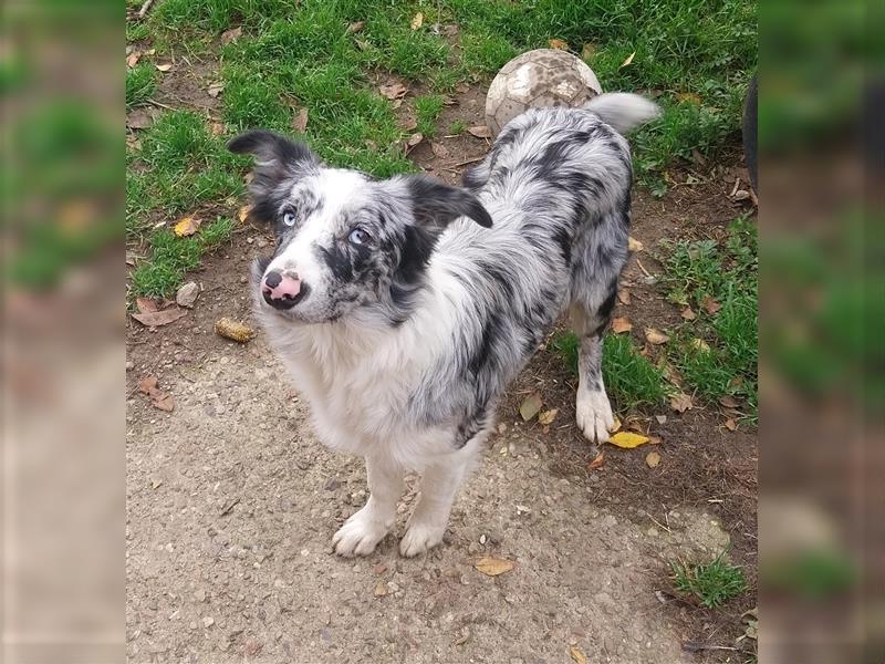 Australien Shepherd / Border Collie Mix Hündin , 5 Monate alt , Blau Merle, 2 blaue Augen