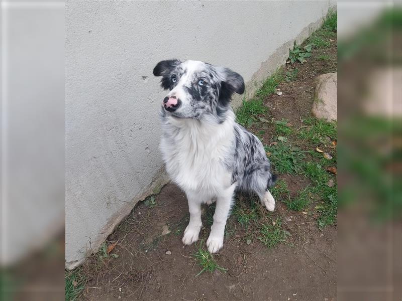 Australien Shepherd / Border Collie Mix Hündin , 5 Monate alt , Blau Merle, 2 blaue Augen