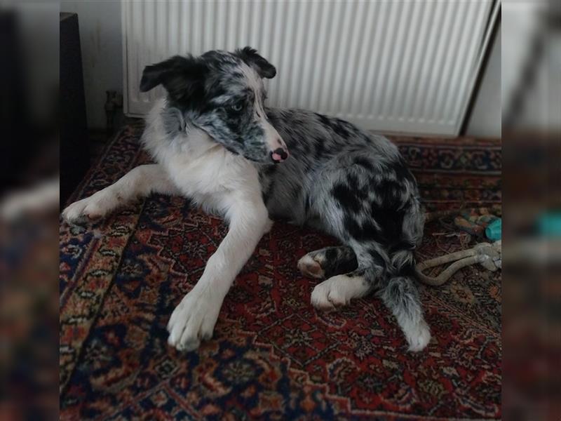 Australien Shepherd / Border Collie Mix Hündin , 5 Monate alt , Blau Merle, 2 blaue Augen