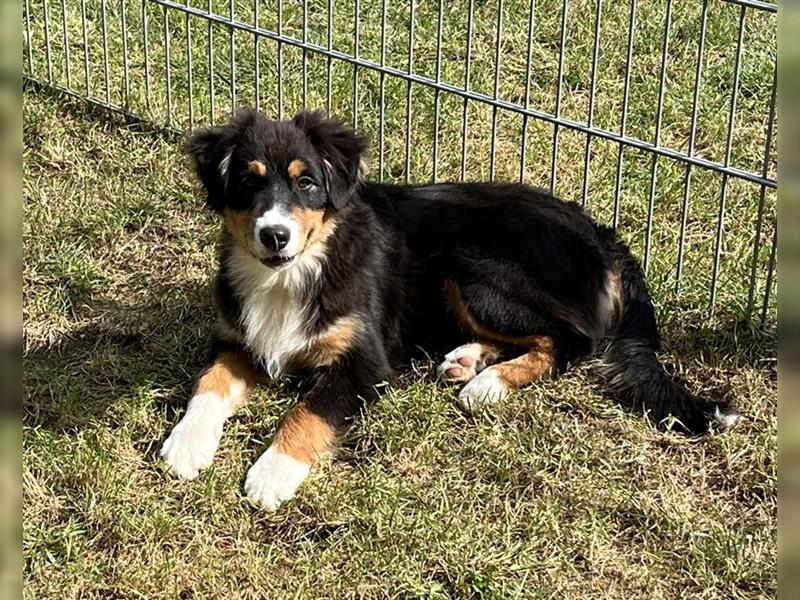 Australian Shepherd Welpen 5 Monate alt mit ASCA Papiere, Impfung, Chip - EU Pass