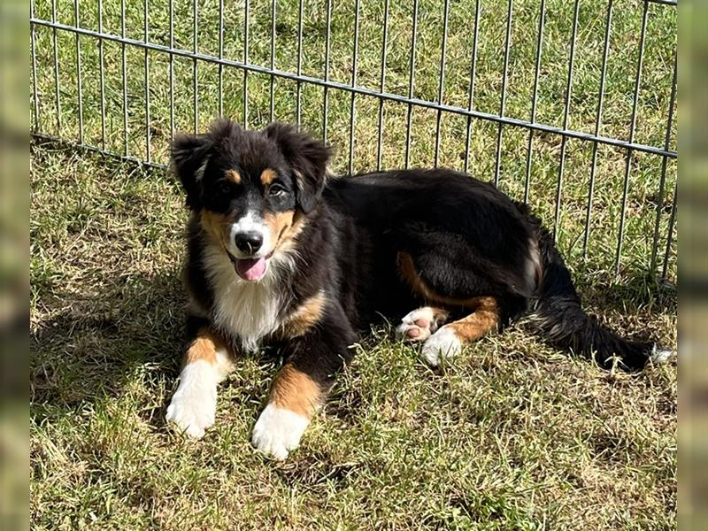 Australian Shepherd Welpen 5 Monate alt mit ASCA Papiere, Impfung, Chip - EU Pass