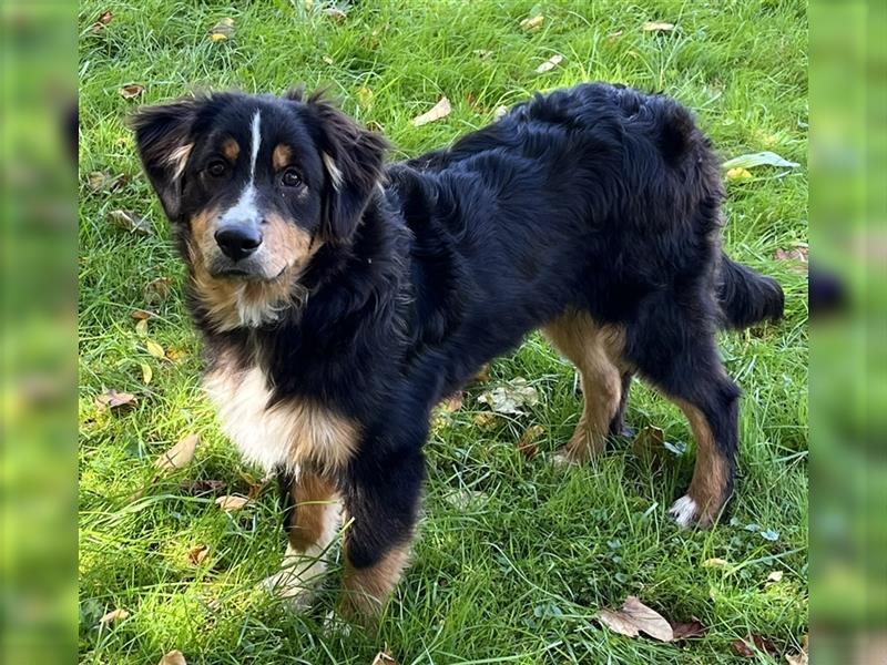 Australian Shepherd Welpen 5 Monate alt mit ASCA Papiere, Impfung, Chip - EU Pass