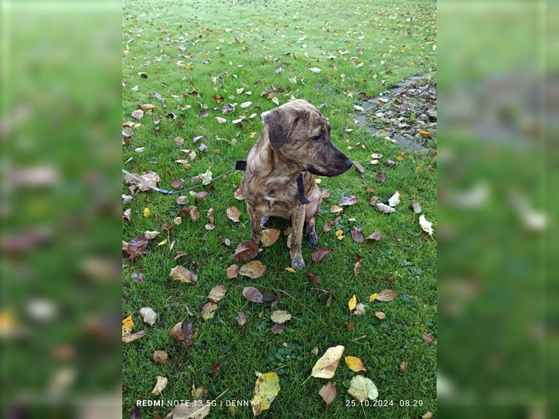 2 bildhübsche Labrador/Australian Shepherd- Harzer Fuchs Mix Mädels