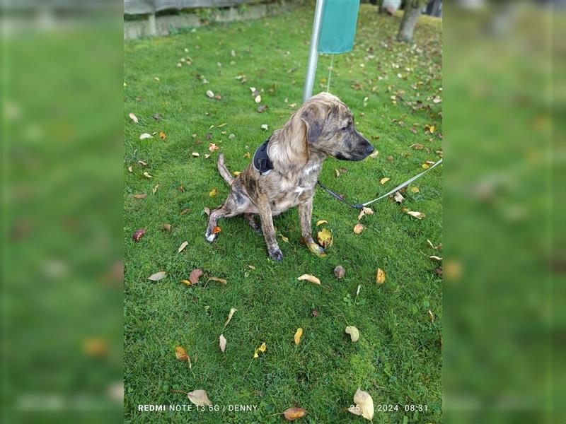 2 bildhübsche Labrador/Australian Shepherd- Harzer Fuchs Mix Mädels