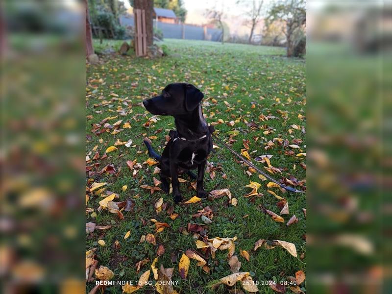 2 bildhübsche Labrador/Australian Shepherd- Harzer Fuchs Mix Mädels