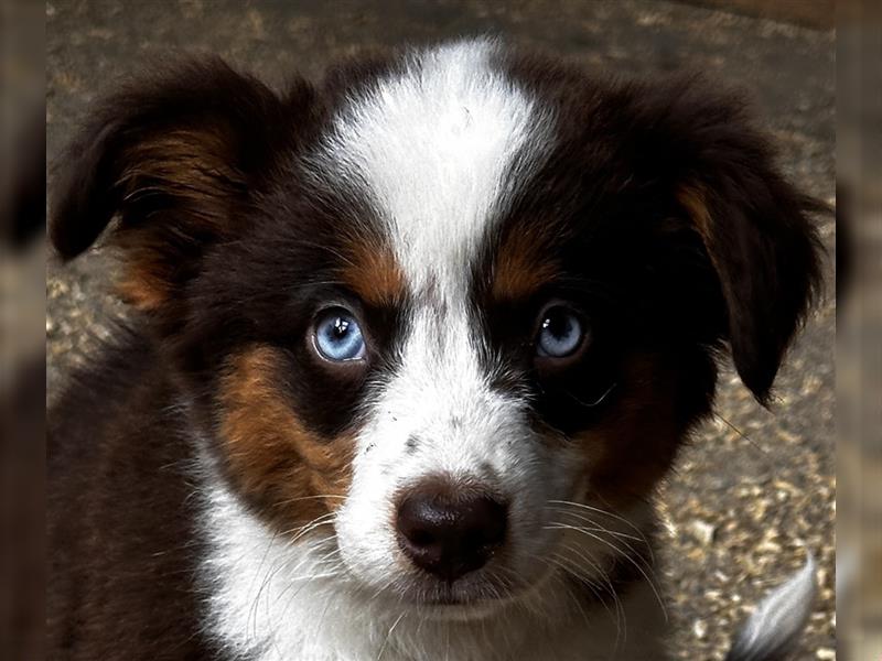 Mini Australien Shepherd Welpen!