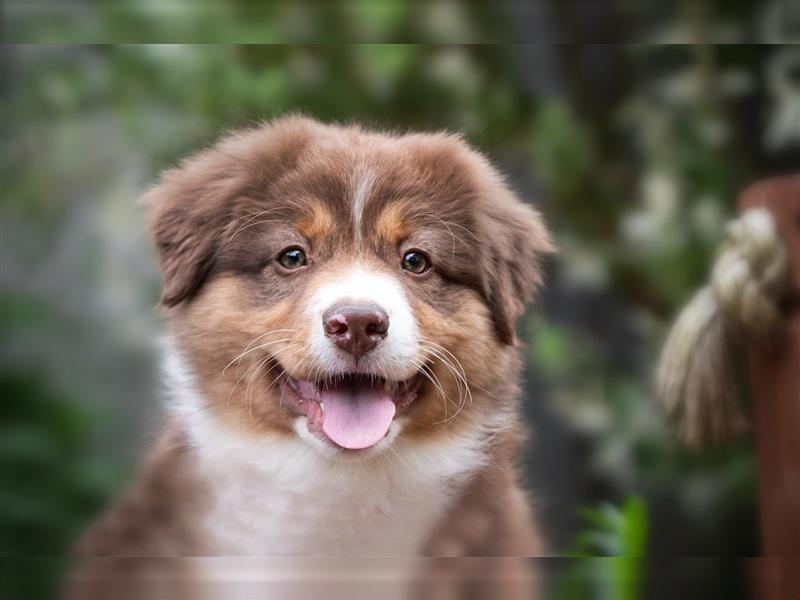 2 Australian Shepherd Welpen mit Papieren