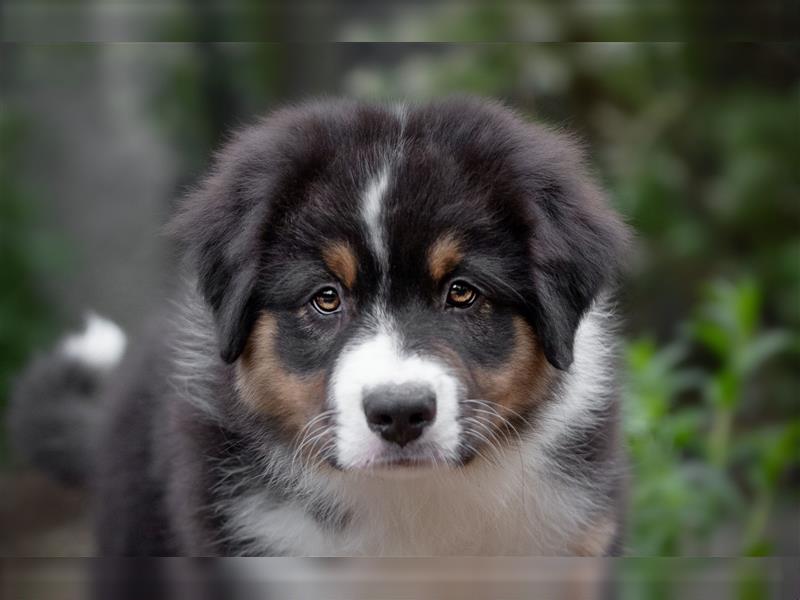 2 Australian Shepherd Welpen mit Papieren