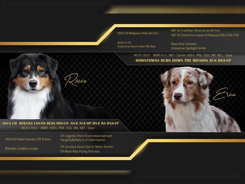 2 Australian Shepherd Welpen mit Papieren