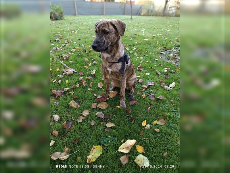 2 bildhübsche Labrador/Australian Shepherd- Harzer Fuchs Mix Mädels