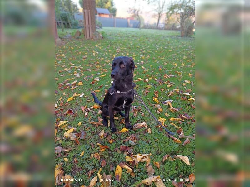 2 bildhübsche Labrador/Australian Shepherd- Harzer Fuchs Mix Mädels