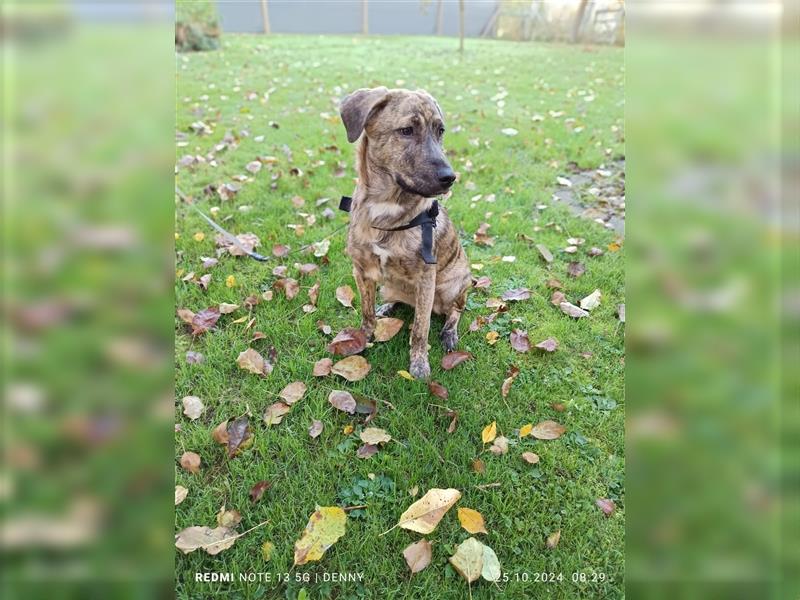 2 bildhübsche Labrador/Australian Shepherd- Harzer Fuchs Mix Mädels