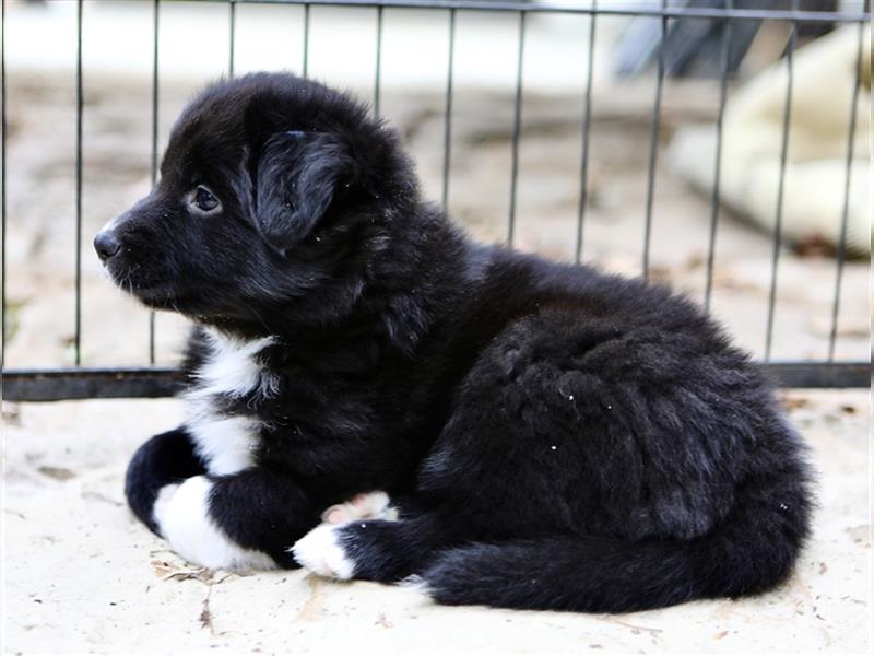 Australian Shepherd Welpen aus tollen Linien, ASCA