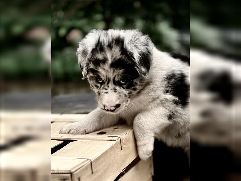 Australian Shepherd Welpen aus tollen Linien, ASCA