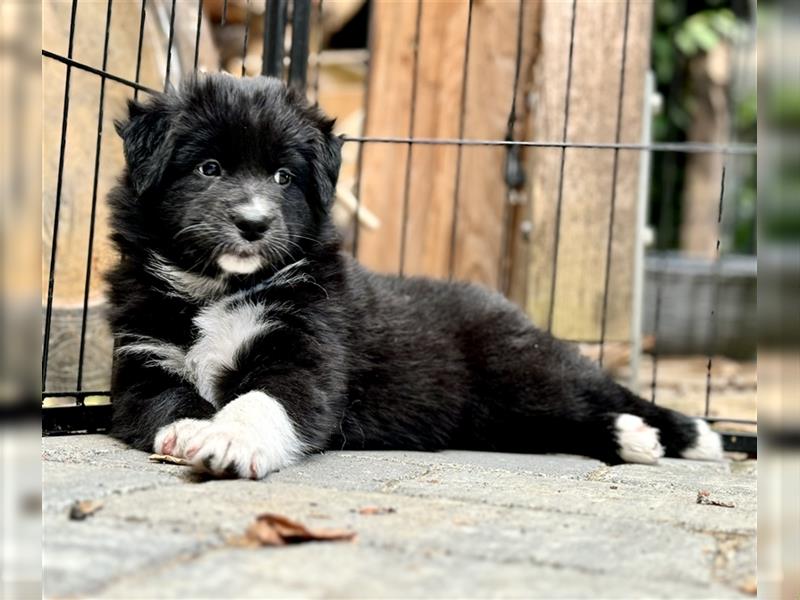 Australian Shepherd Welpen aus tollen Linien, ASCA