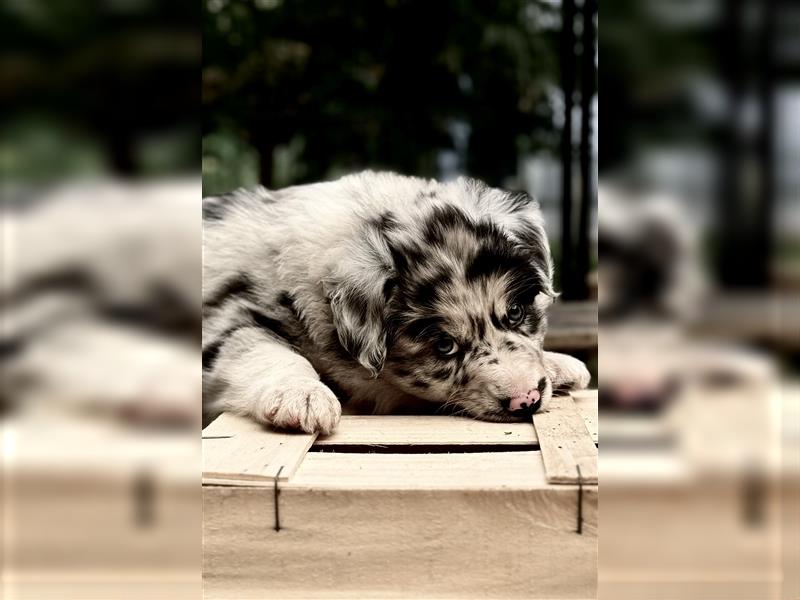 Australian Shepherd Welpen aus tollen Linien, ASCA