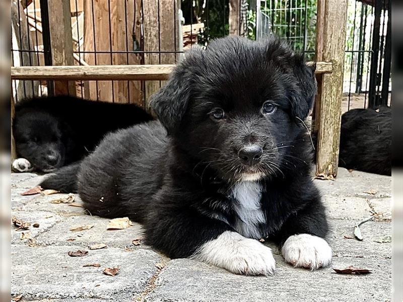 Australian Shepherd Welpen aus tollen Linien, ASCA