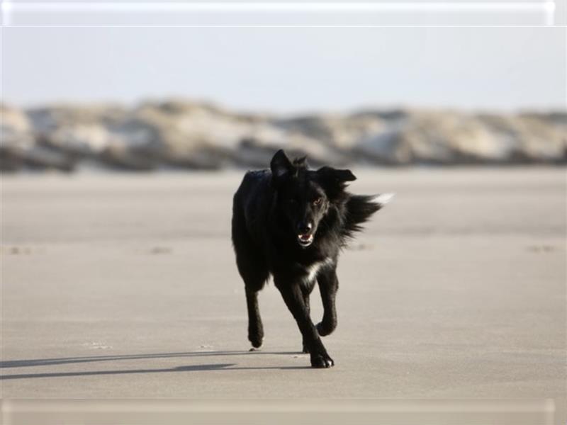 Australian Shepherd Welpen aus tollen Linien, ASCA