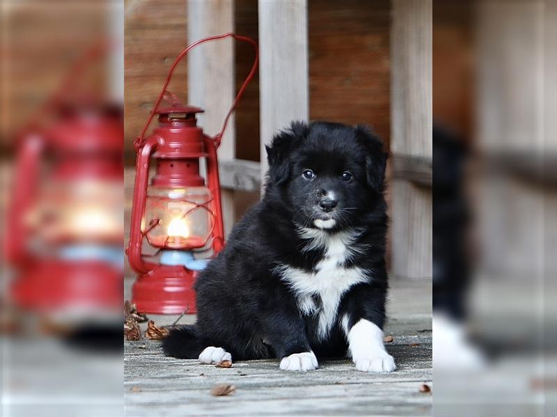 Australian Shepherd Welpen aus tollen Linien, ASCA