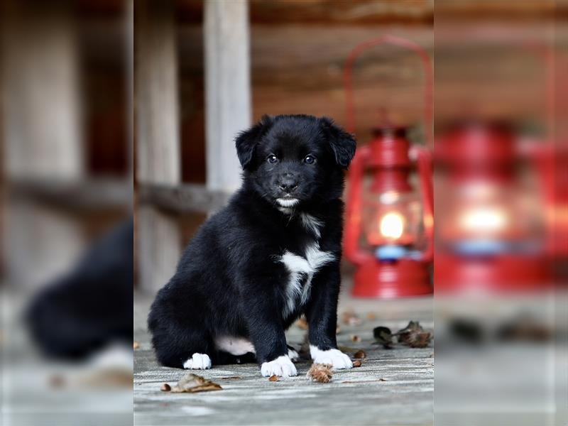 Australian Shepherd Welpen aus tollen Linien, ASCA